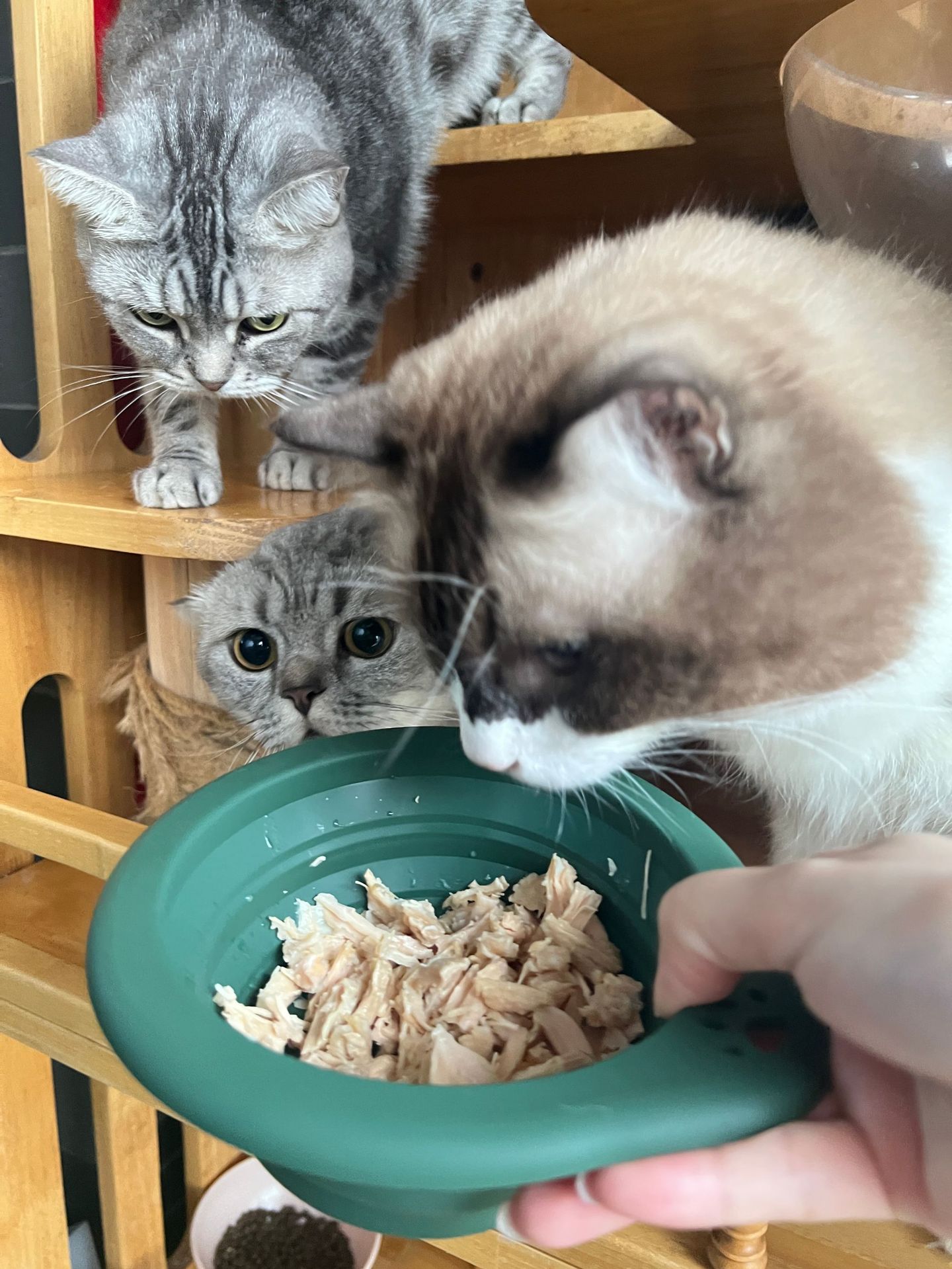 Travel Accessories Dog - ポータブルシリコンペットボウル折りたたみラウンド食品水皿犬猫旅行屋外犬フィーダー用品アクセサリー